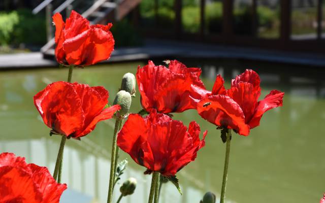 Hotel Wellnessgarten Teich Blumen